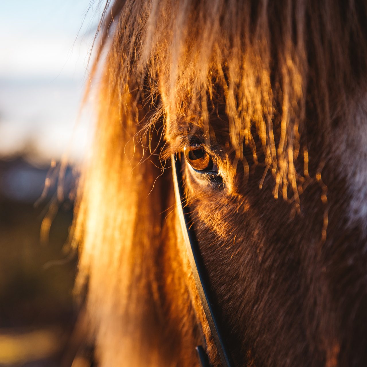 Hest ansikt i solnedgang