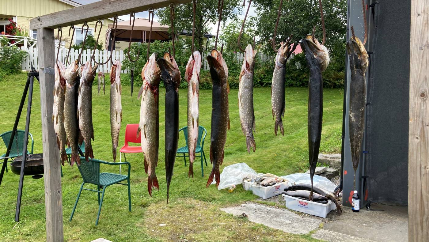 Flere ferskfisket gjedder henger opp på kroker i en hage, klare for tilberedning. Grønne stoler i bakgrunnen.
